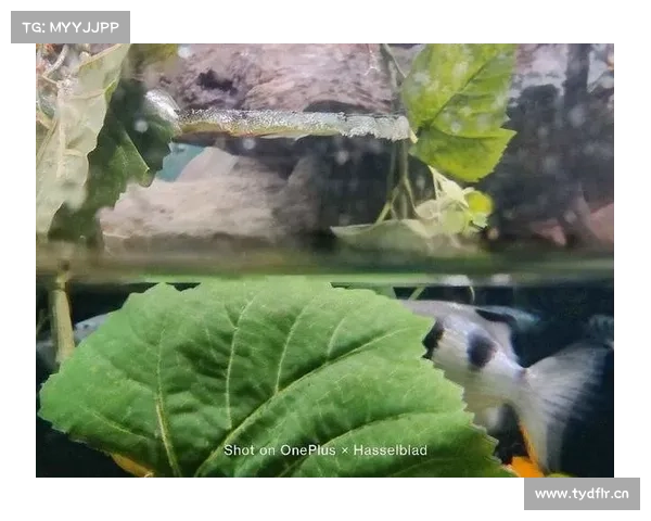 一眼万年高级灰,色彩中的佼佼者,低调中的百搭王 一眼万年高级灰,色彩中的佼佼者,低调中的百搭王